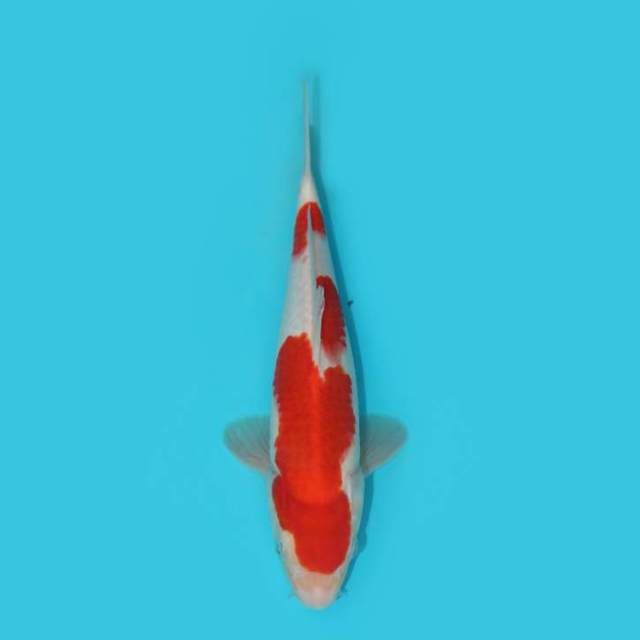 YG_KOHAKU_27 CM