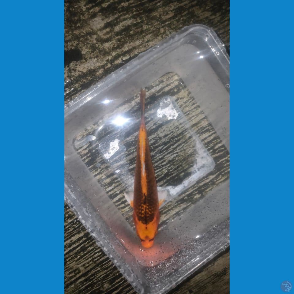 Minion Kin Matsuba 15cm™