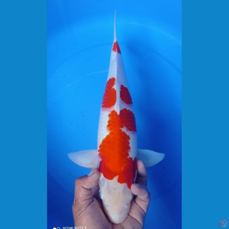 KOHAKU MERAH 43CM