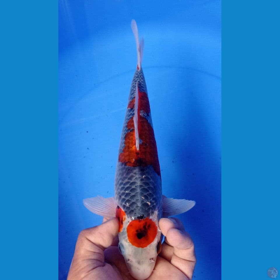 GOSIKI 31CM