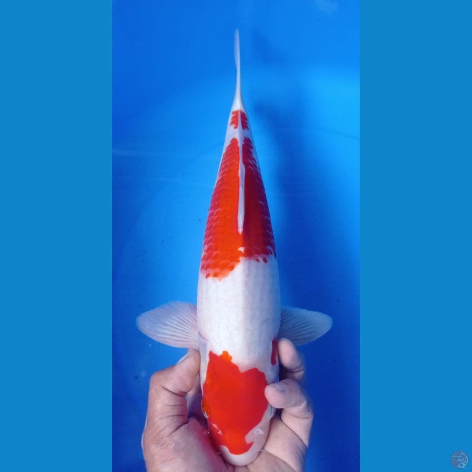 KOHAKU 40CM