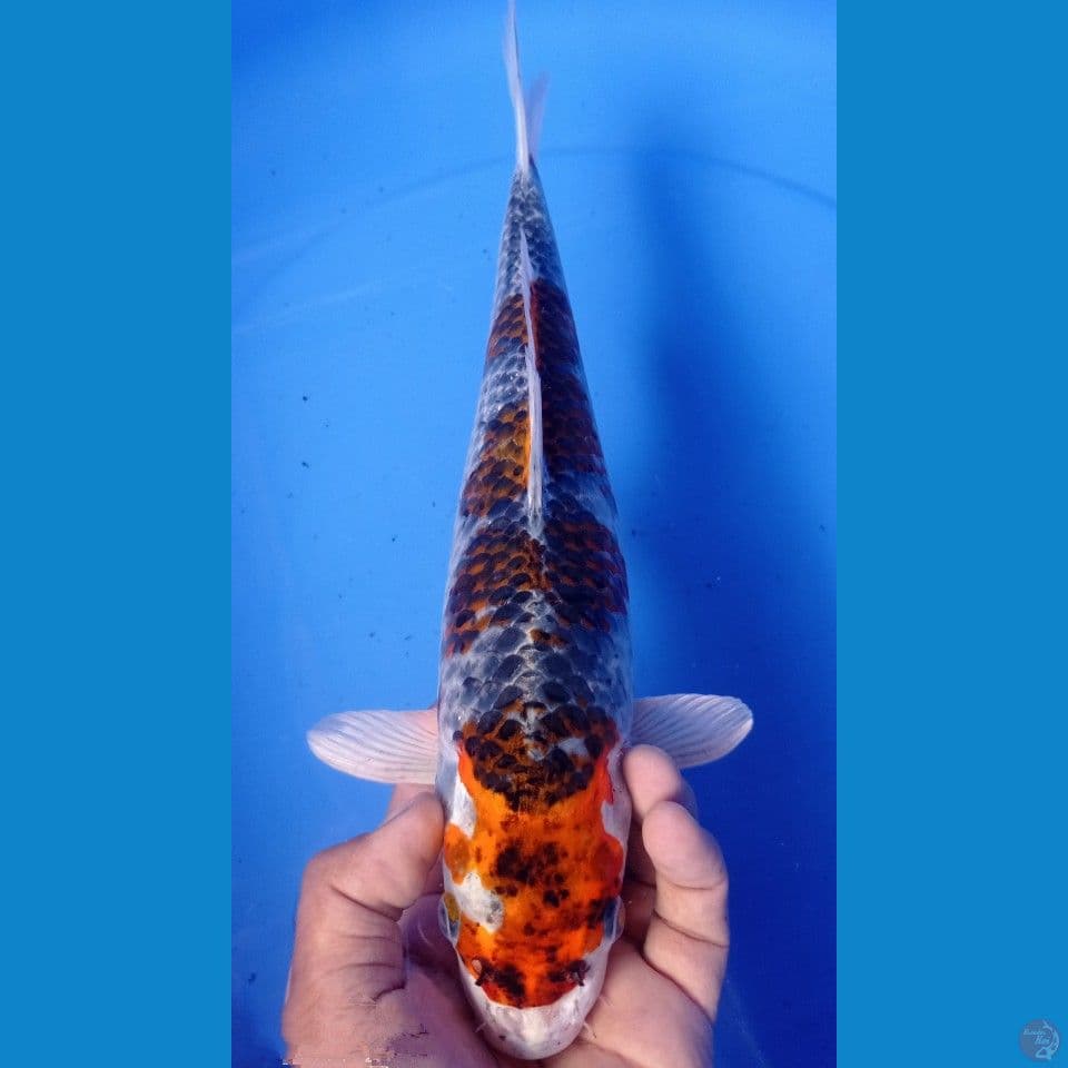 GINGA 34CM
