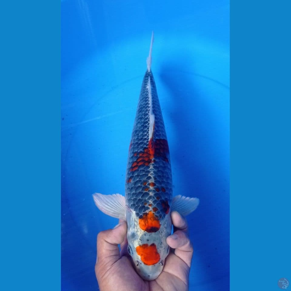GOSIKI 40CM