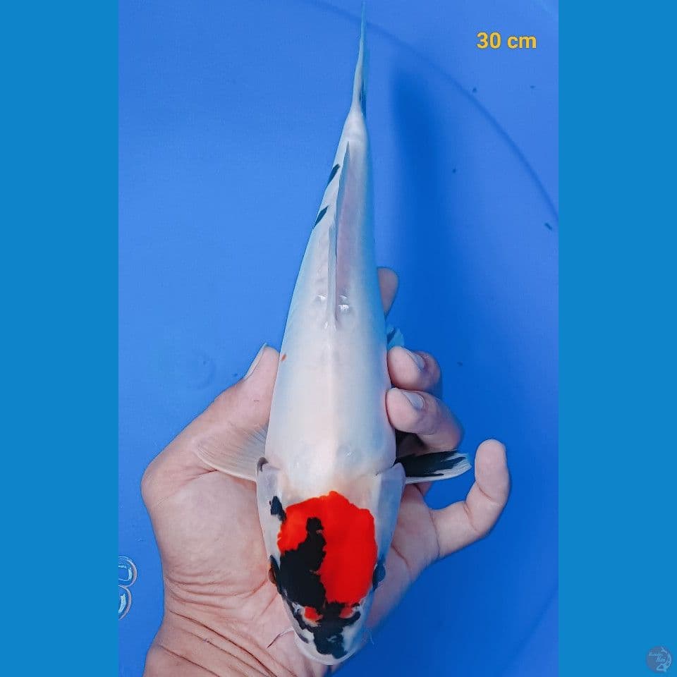 tancho showa doit 30 cm