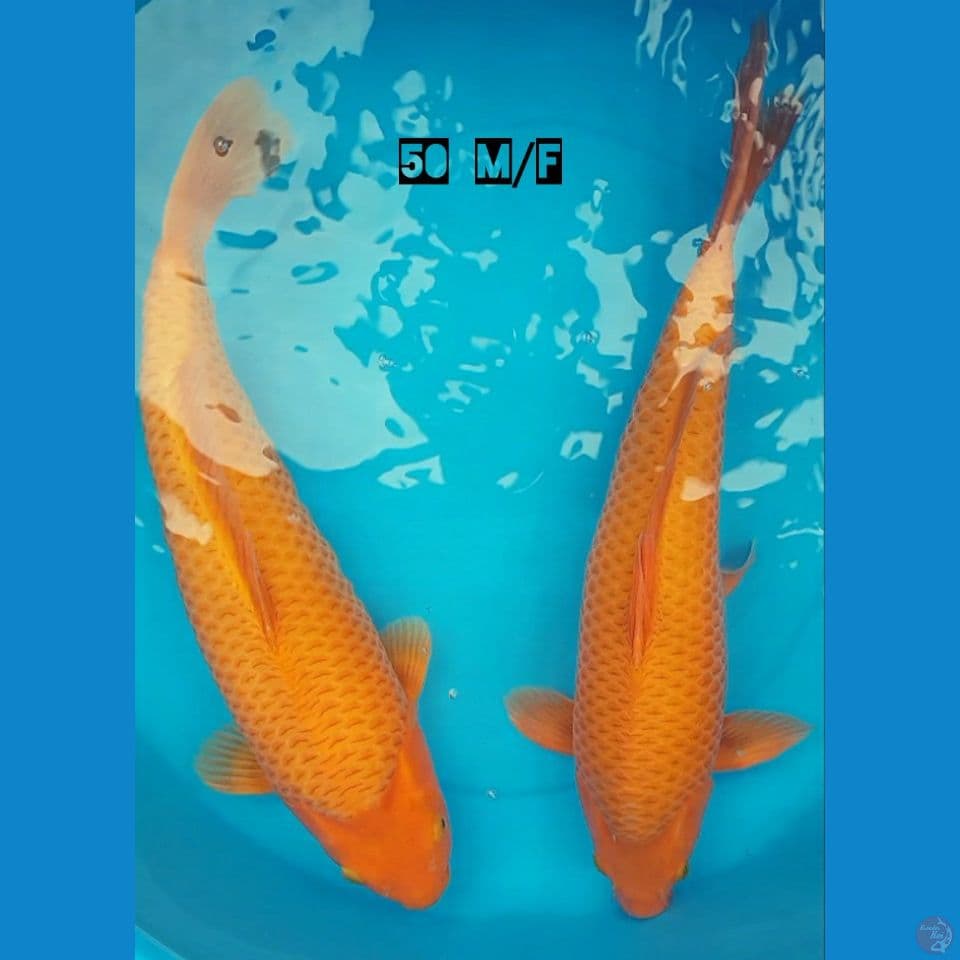 SEPASANG KARAMEL SQ 50cm