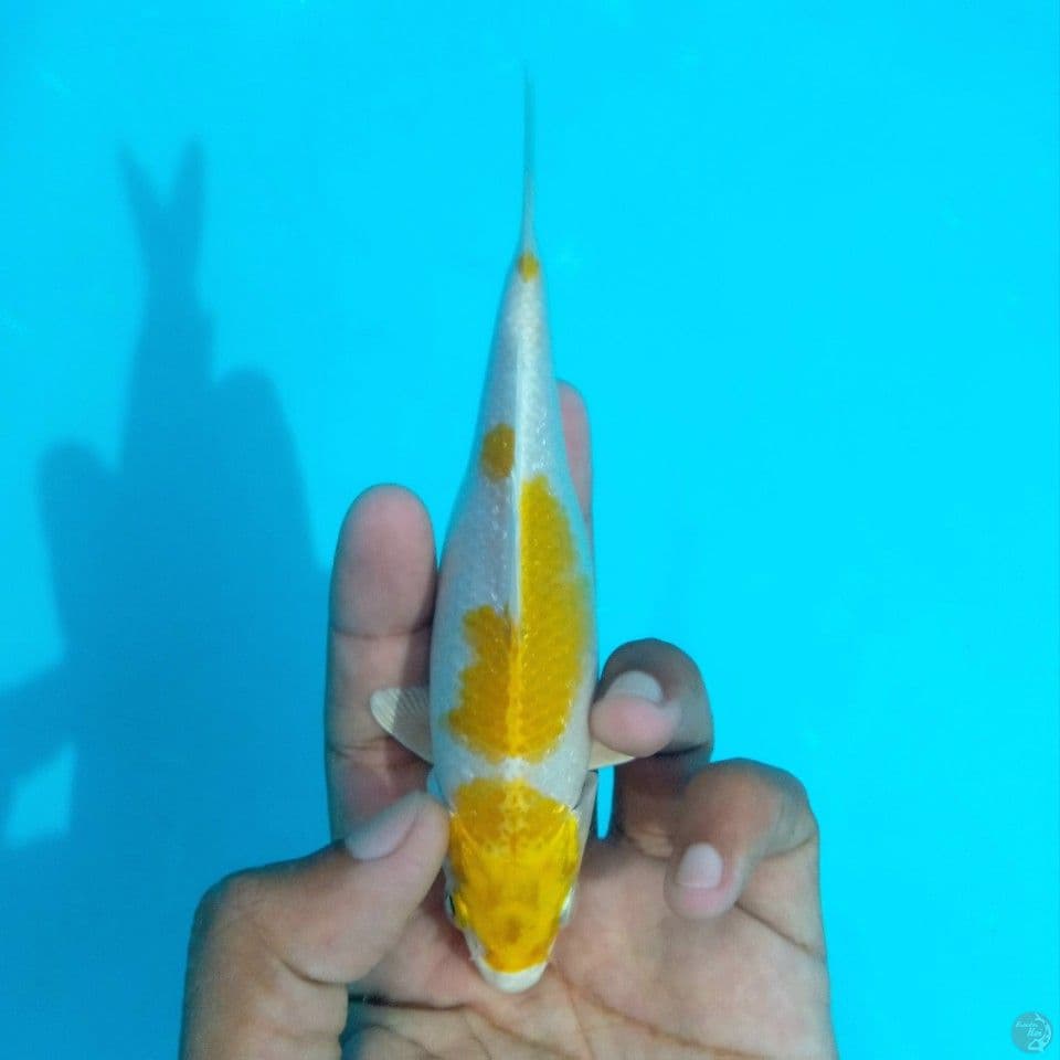 SQ MINION HARIWAKE 15BU SERTI ADA