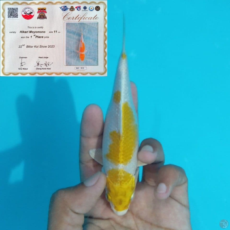 SQ MINION HARIWAKE 15BU SERTI ADA
