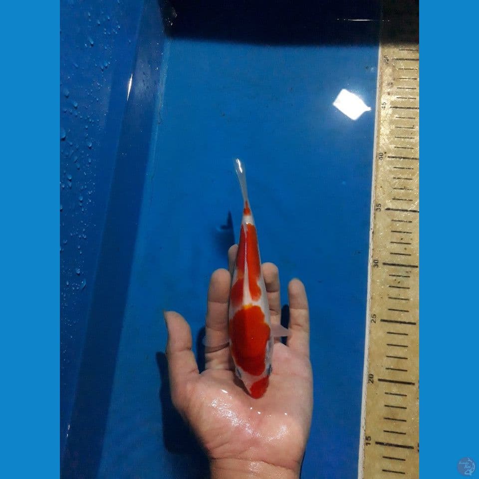 kucibeni step 4 .20 BU