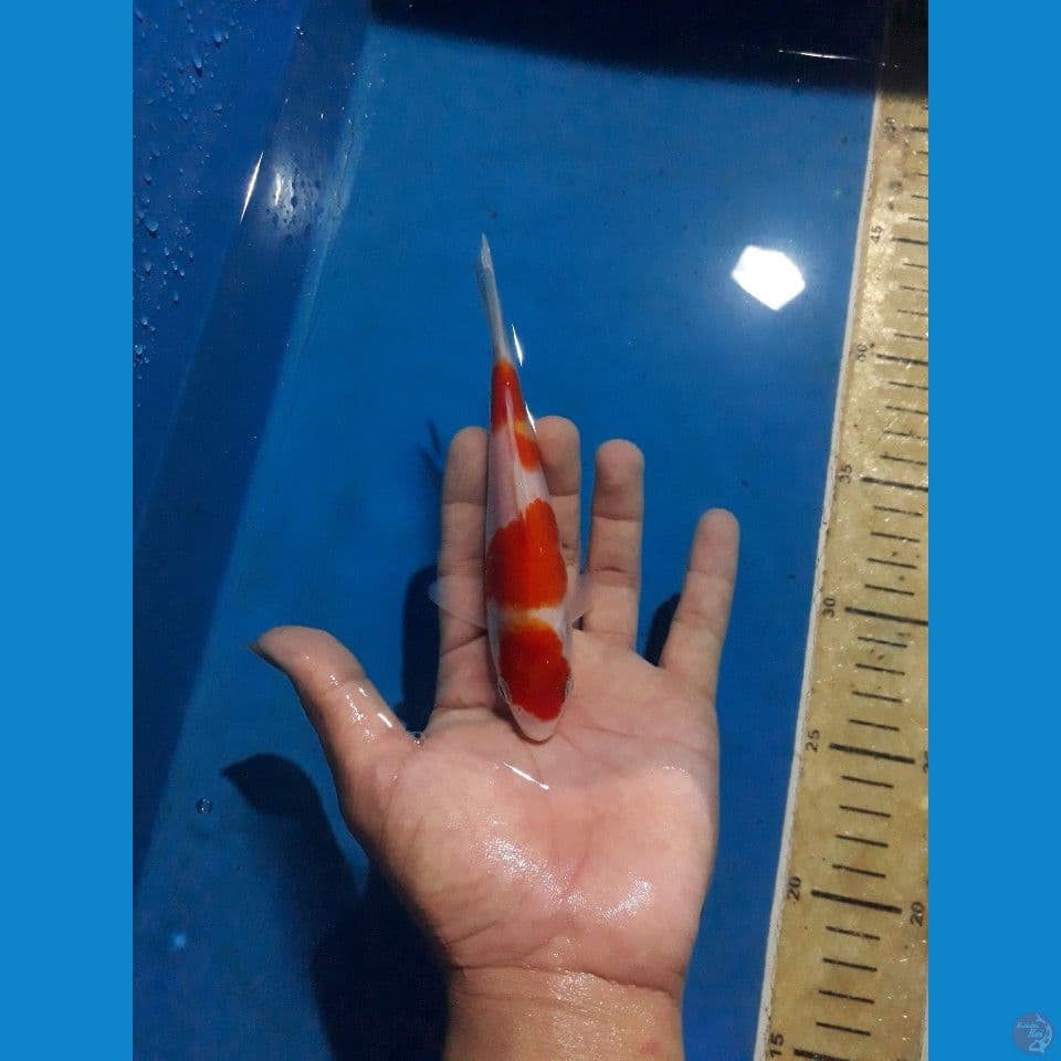 yondan Kohaku