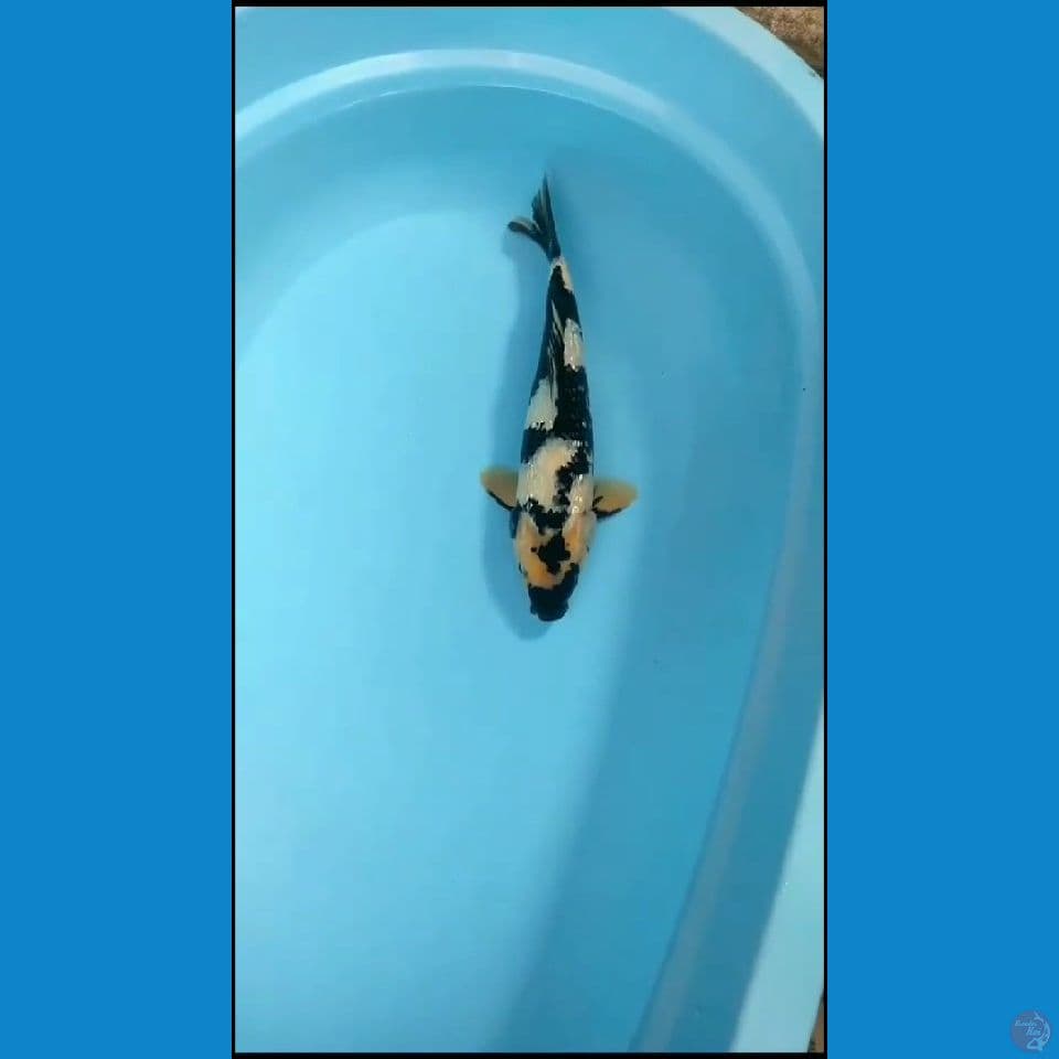 Male Shiro ginrin 34 cm