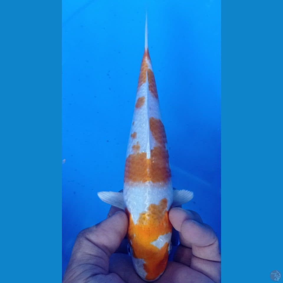 hariwake 23cm
