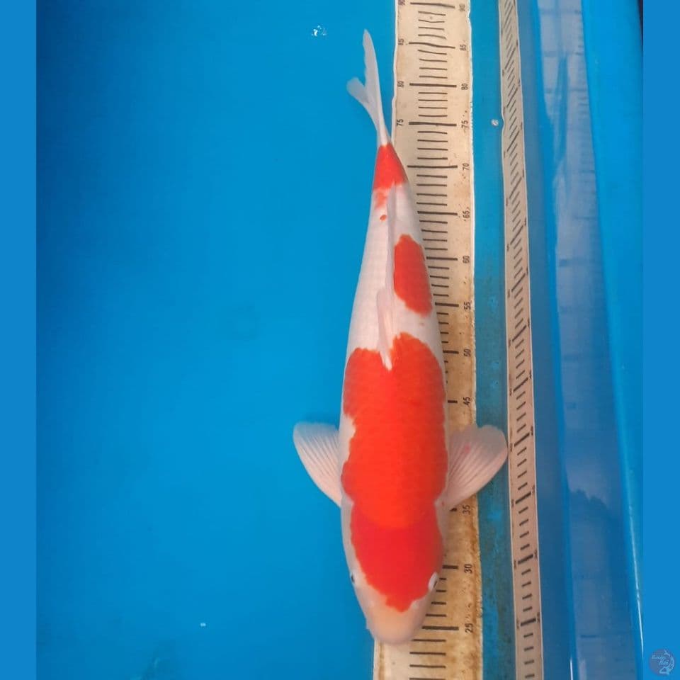 Jumbo Kohaku " Hoshikin" 55bu