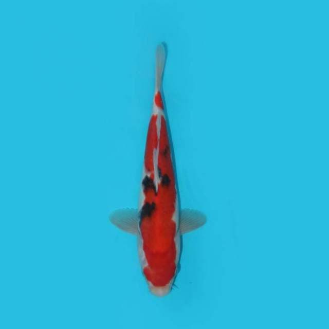 YG_SANKE_26CM