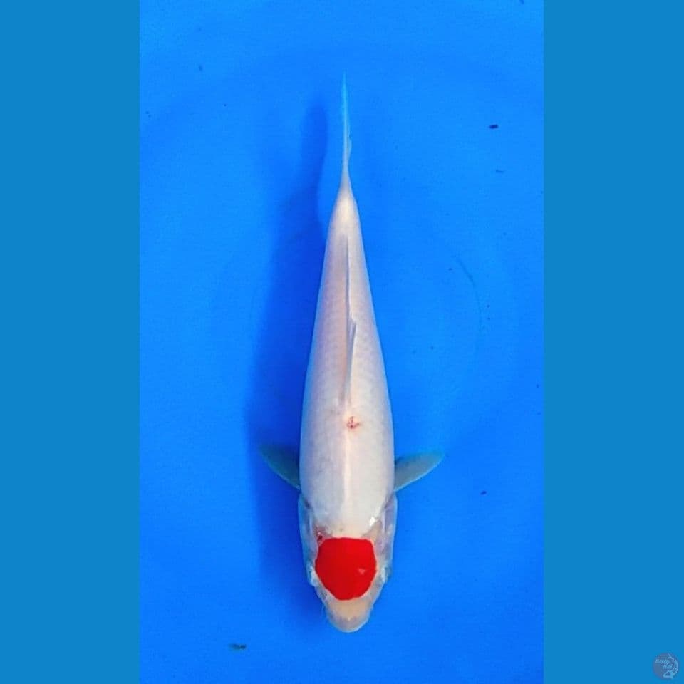 TANCHO KOHAKU