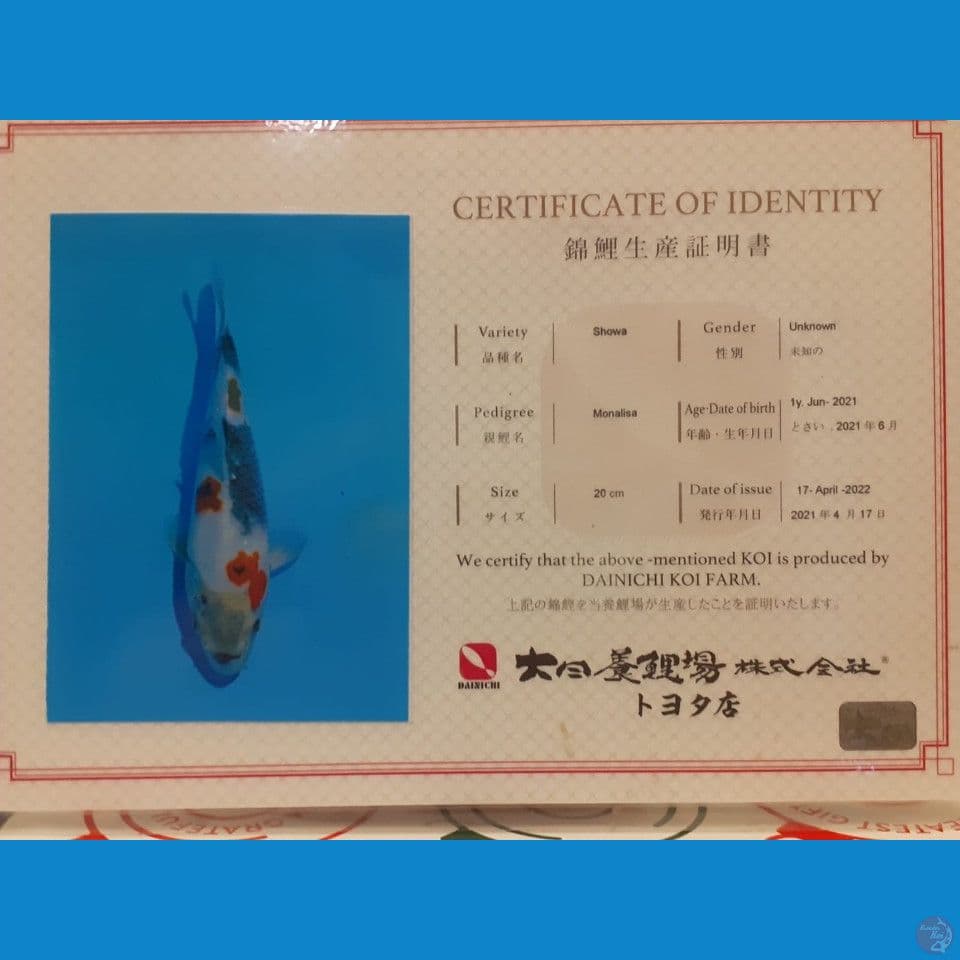 Jumbo Kindai Showa " Dainichi" 50bu