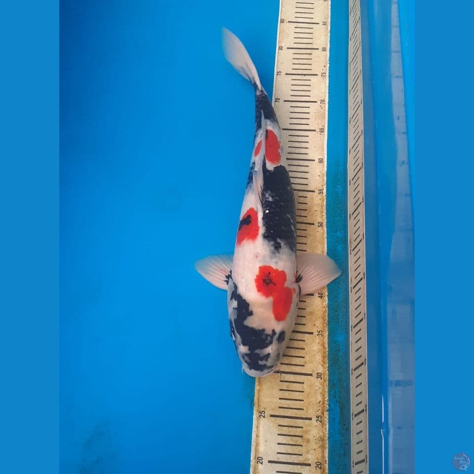 Jumbo Kindai Showa " Dainichi" 50bu
