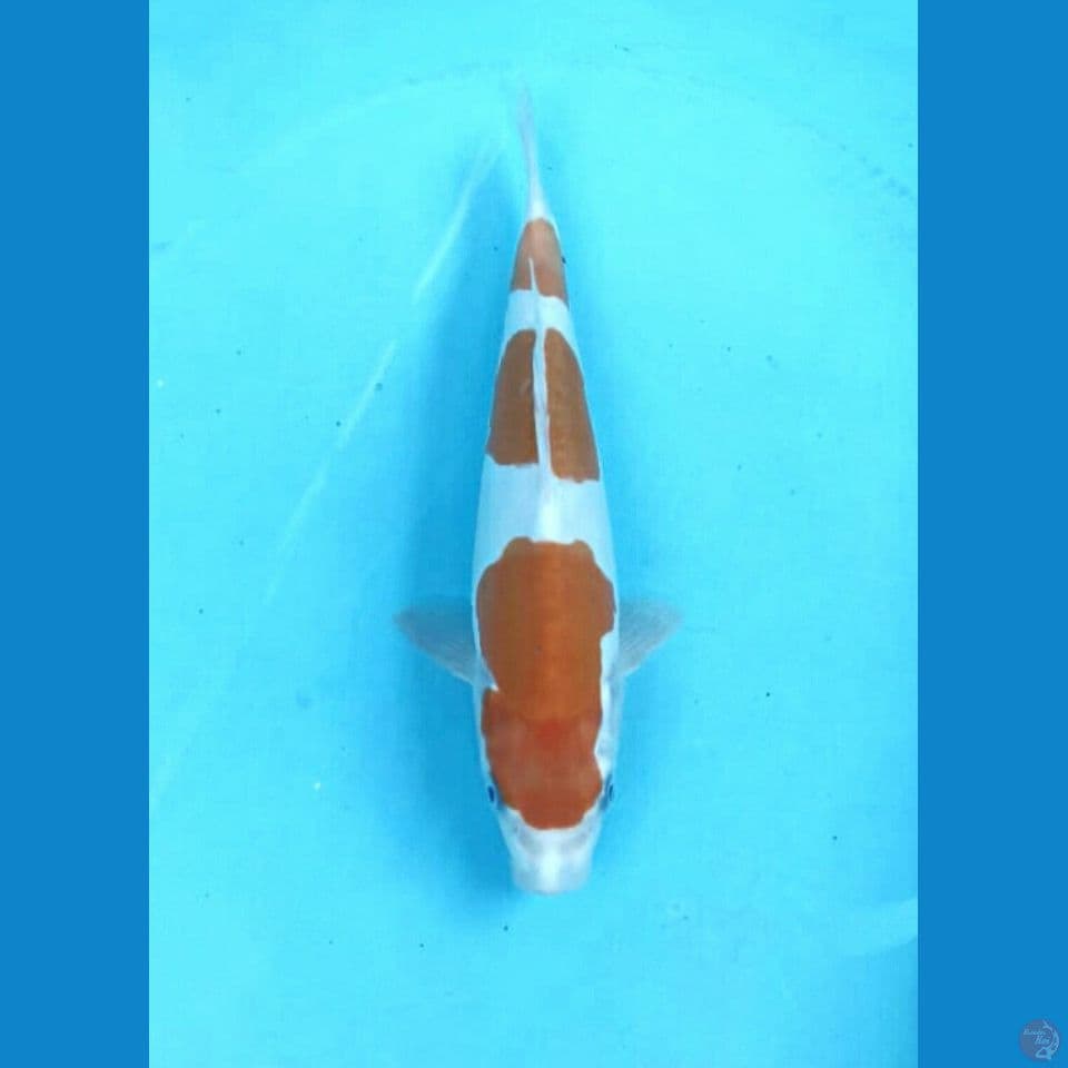 Kohaku doit 26cm