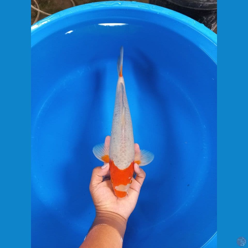 sabikoyo 38cm male