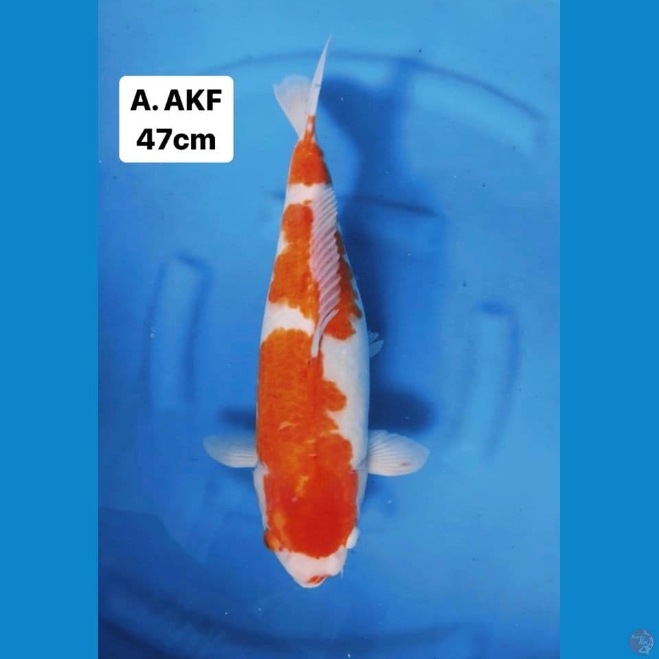AKF JUMBO KOHAKU 3 step 47cm bibir tidak simetris