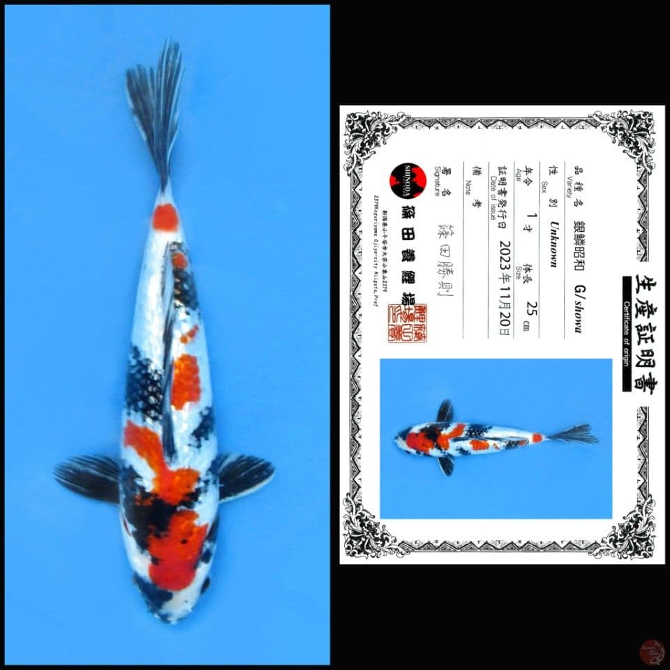 GINRIN SHOWA SHINODA 25CM