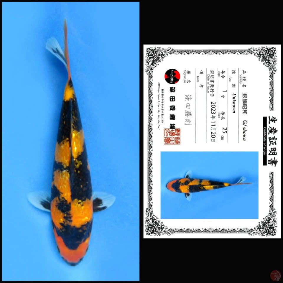 GINRIN SHOWA SHINODA 25CM