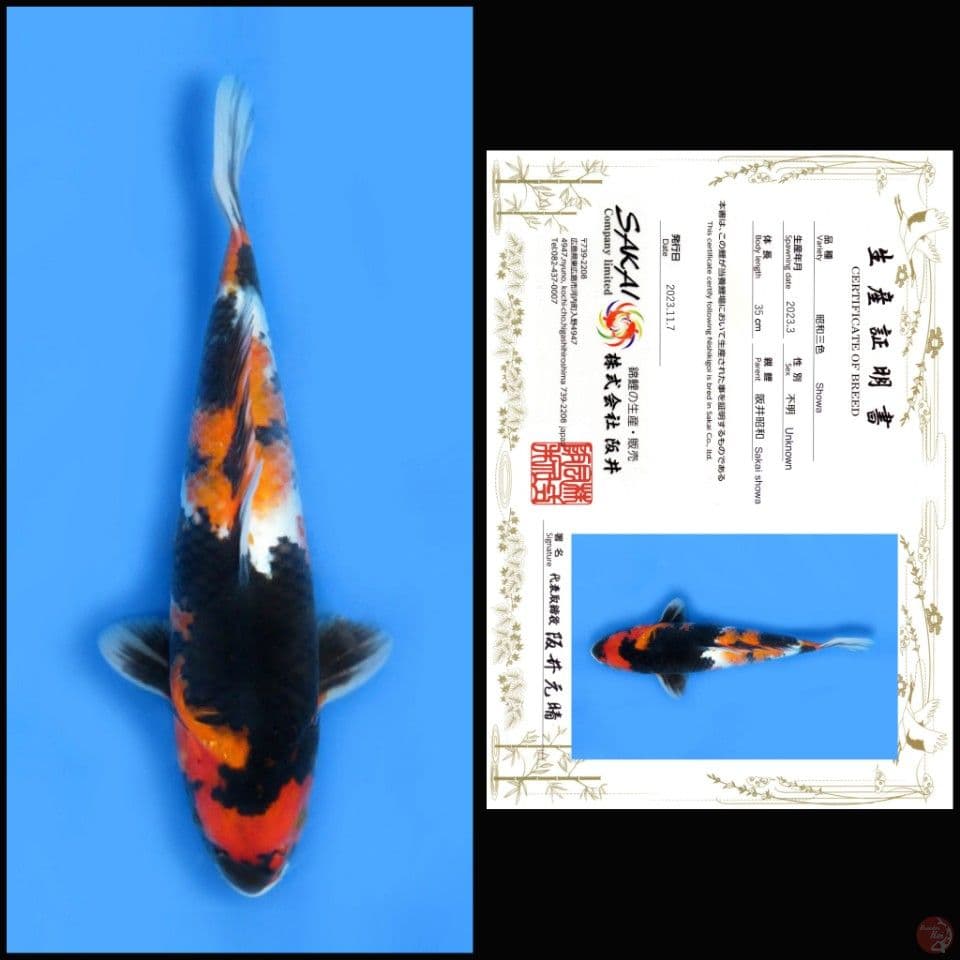 SHOWA SAKAI 35CM