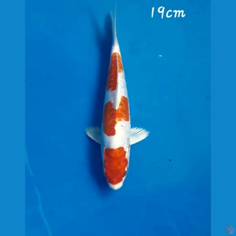 Kikushui 19cm