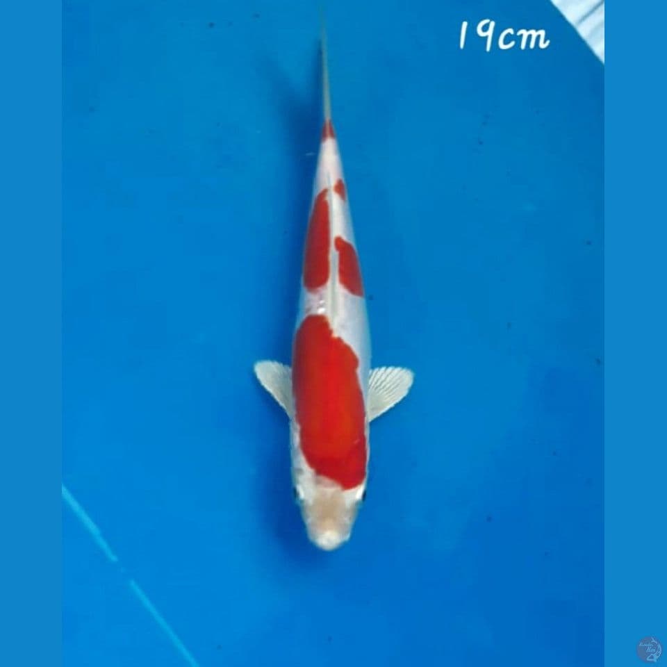 kikushui 19cm