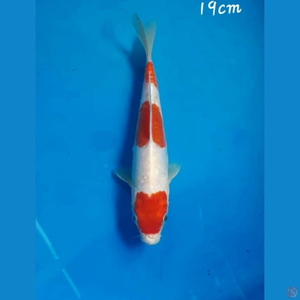 Kikushui 19cm