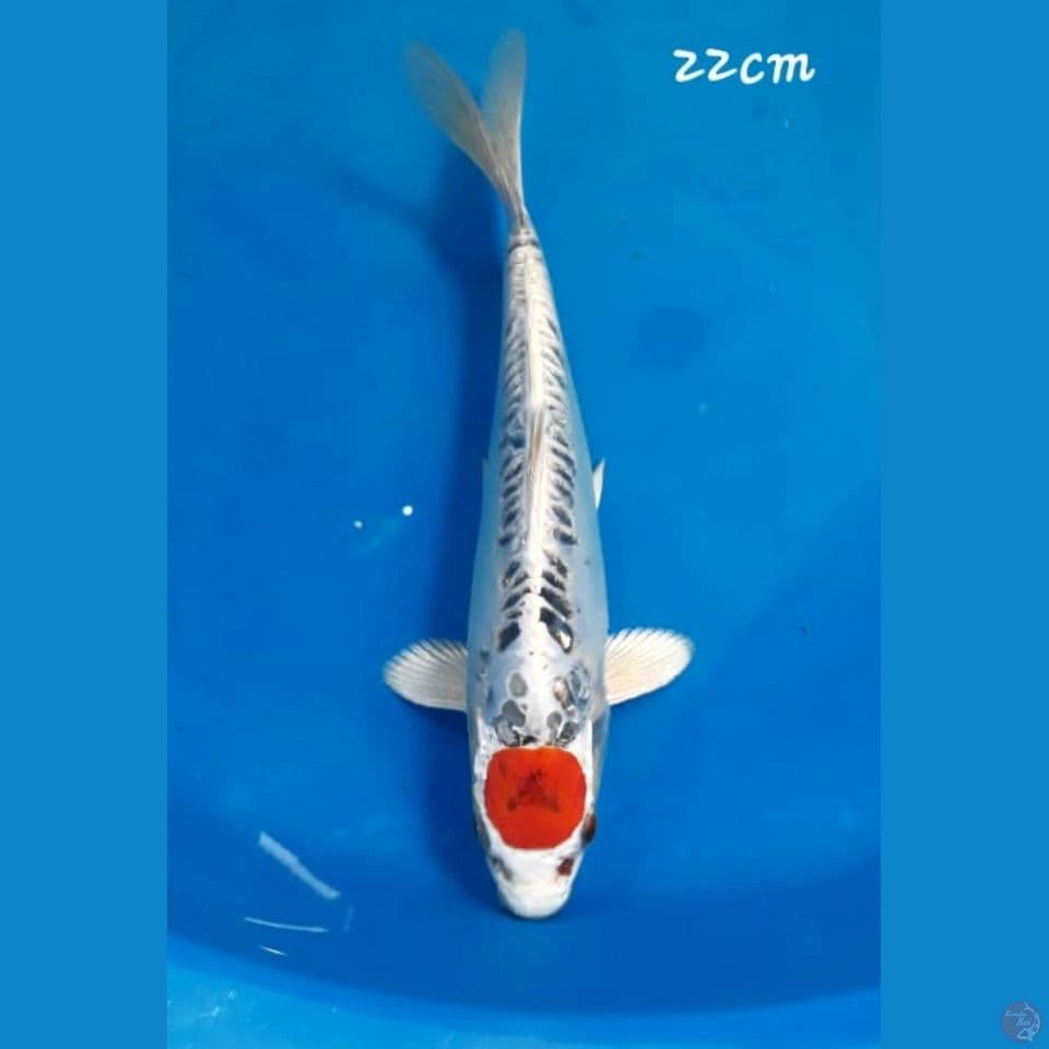 Tancho 22cm