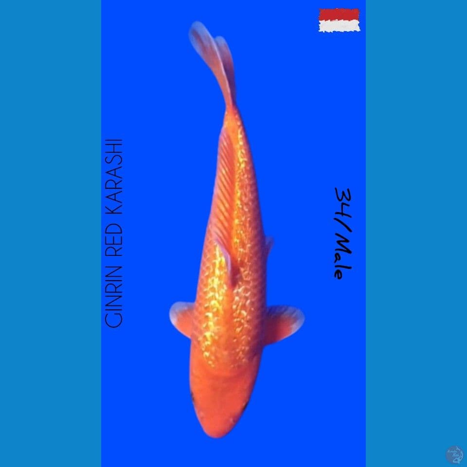 34/Male GINRIN RED KARASHI Bodi Joss