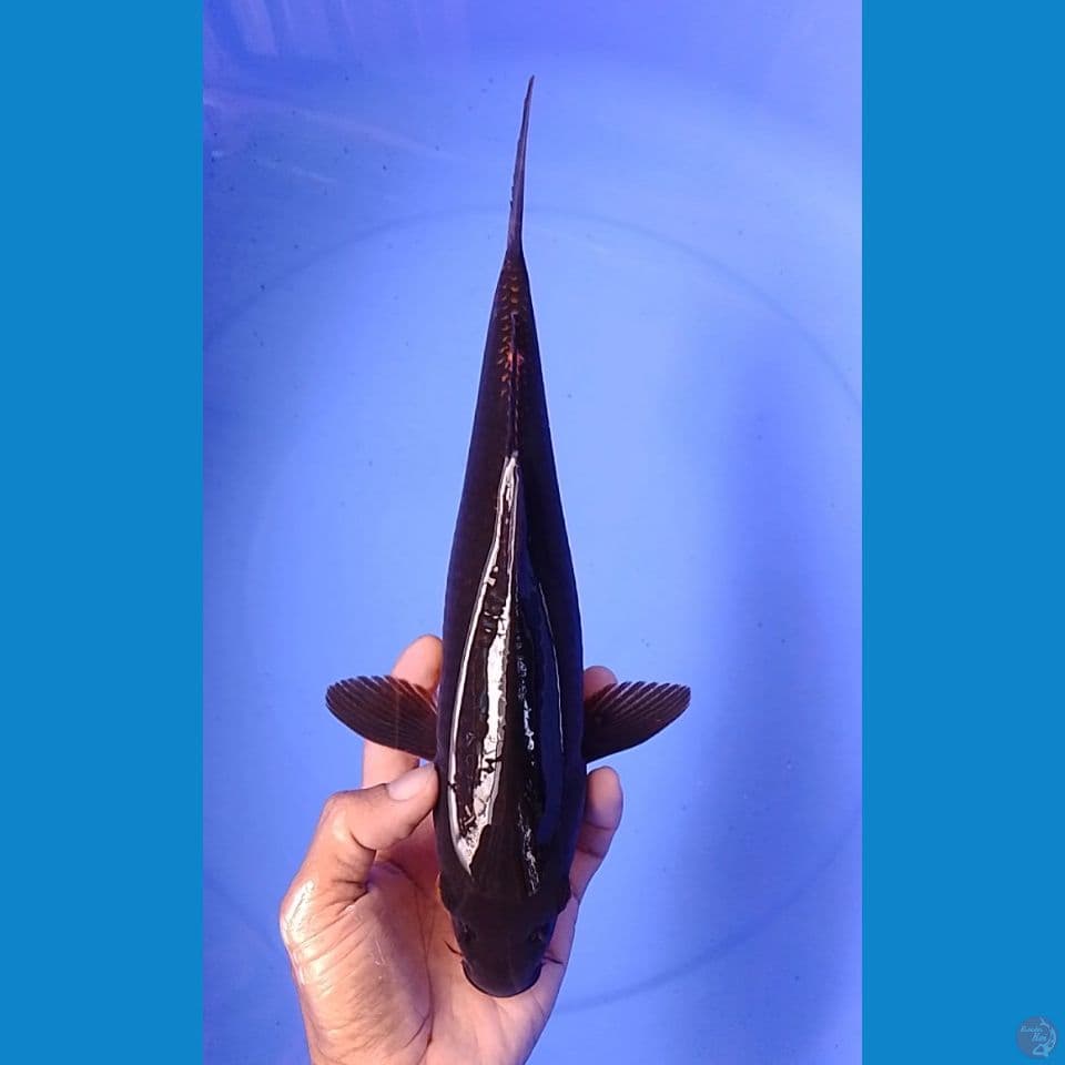 karashu size : 31 cm : unchek