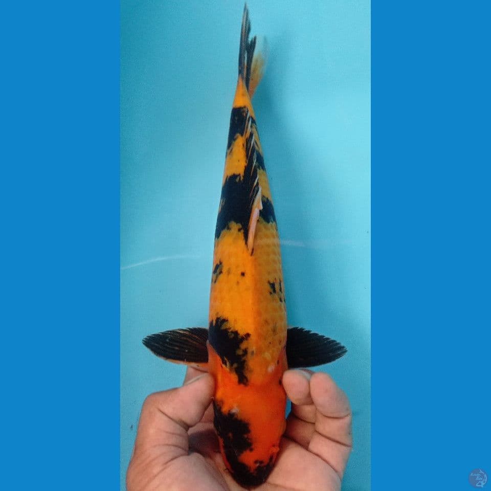 KI UTS 33CM