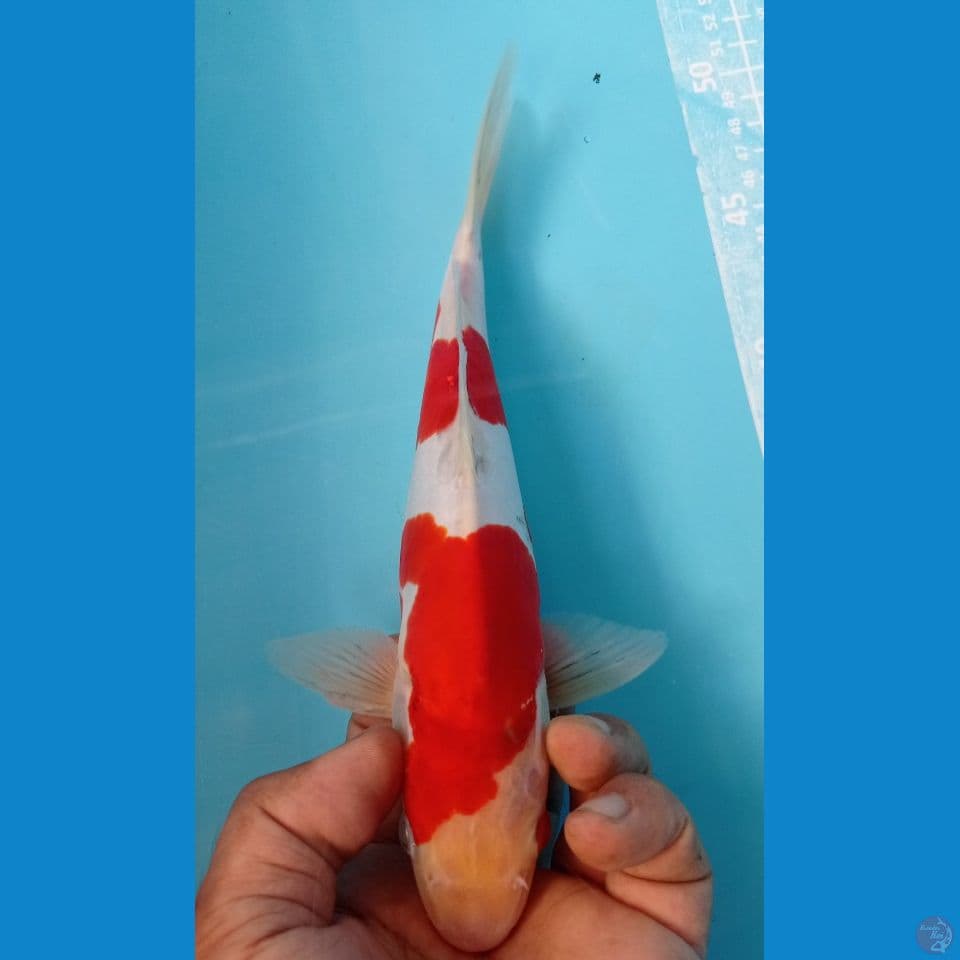 DOITSU 27CM