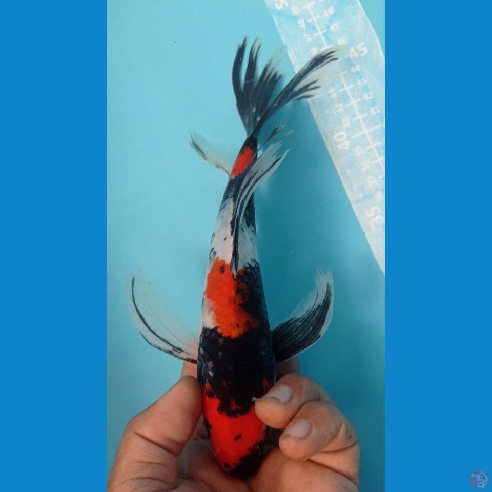 kumpay 30cm