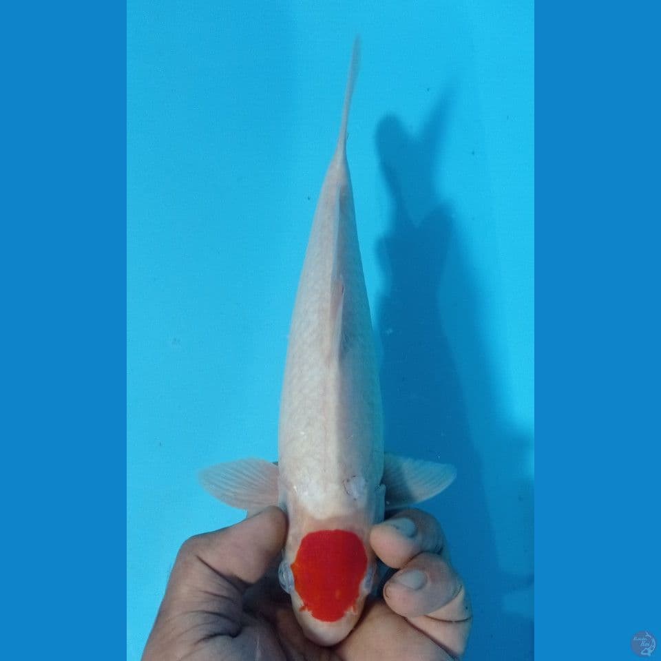 tanco kohaku 28cm