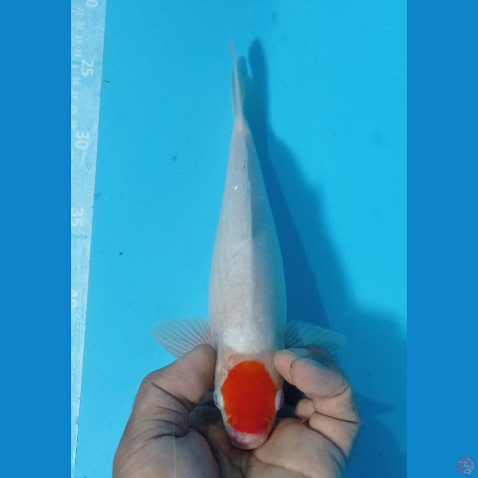 tanco kohaku 28cm