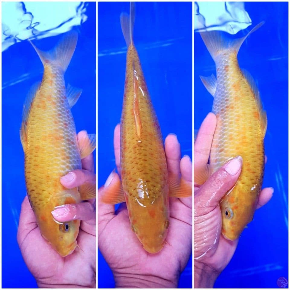 ANTIK CARAMEL 27 CM
