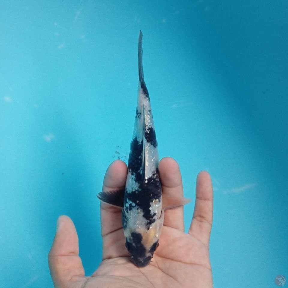 SHIRO GINRIN 16CM