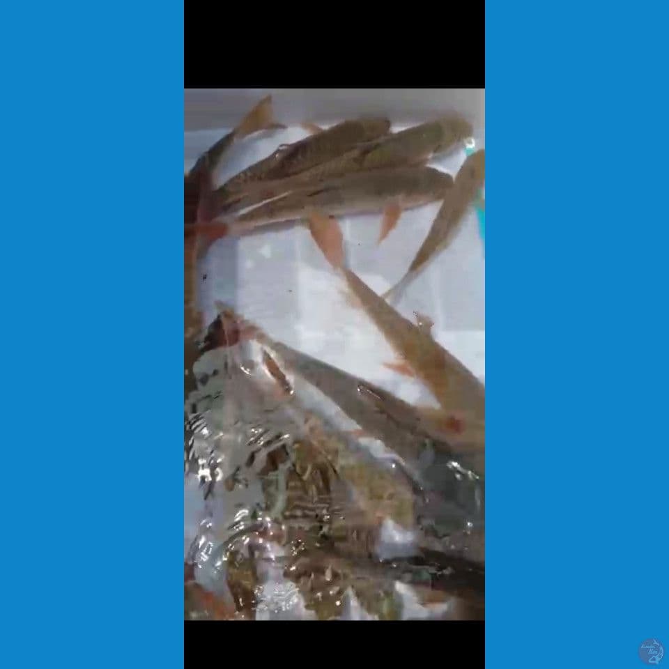 ikan dewa warna merah 30 45 bu 15 ekor