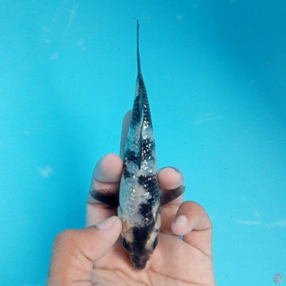 SHIRO GINRIN PETIR 15CM