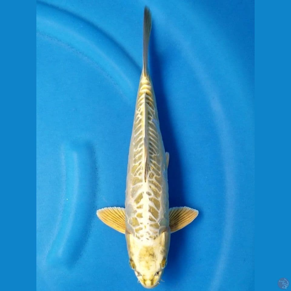 GOLD ARAGOKE 35 CM MALE