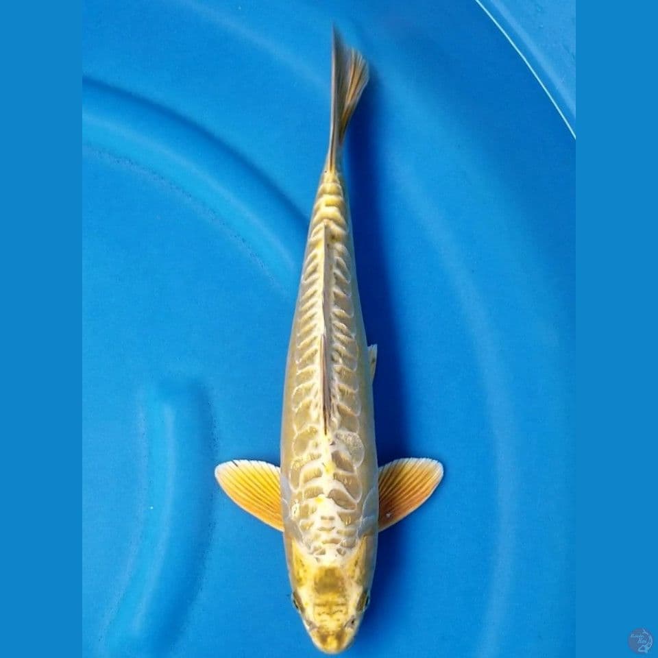 GOLD ARAGOKE 36 CM MALE