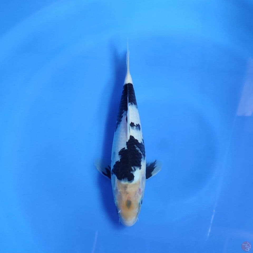SHIRO - 27cm