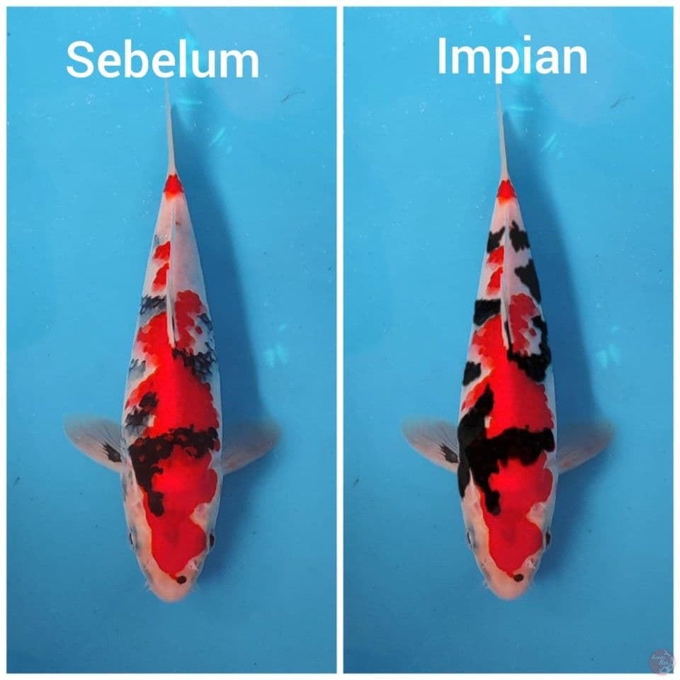 sowa tategoi halusss sz 26cm