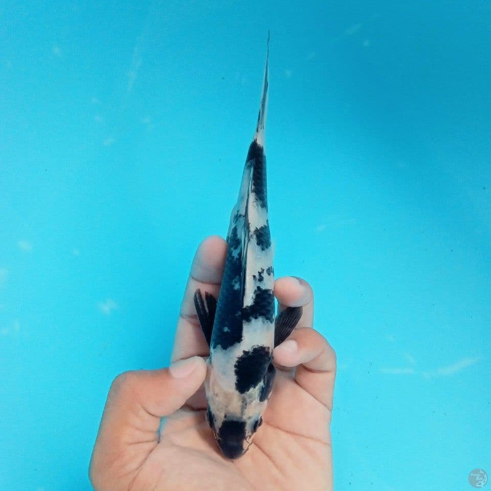 SHIRO GALAK 15CM