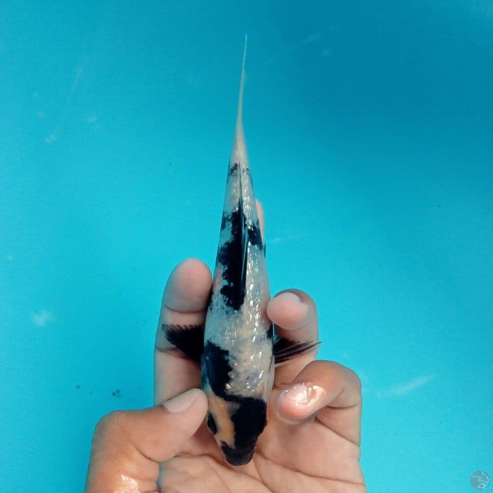 GINRIN PETIR 15CM