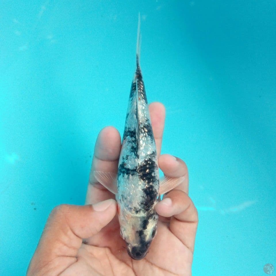 TATEGOI GINRIN PETIR 16CM