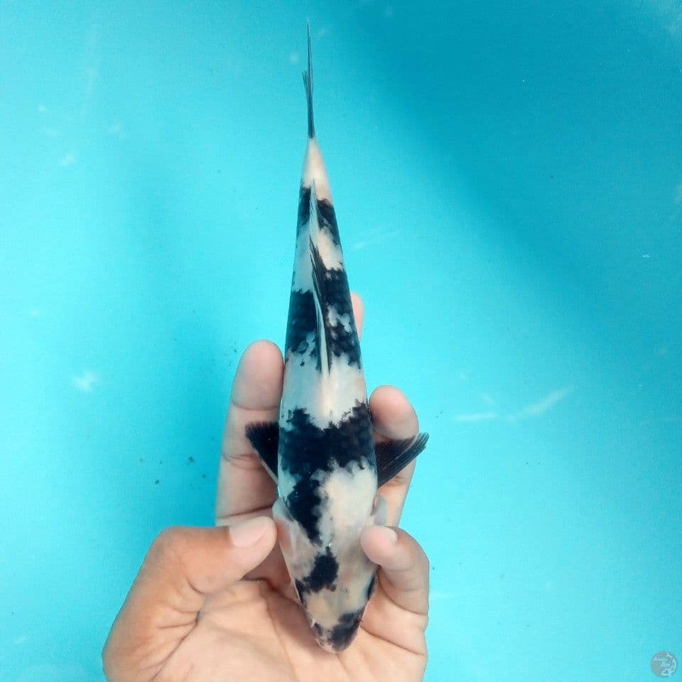 SHIRO GALAK 20CM