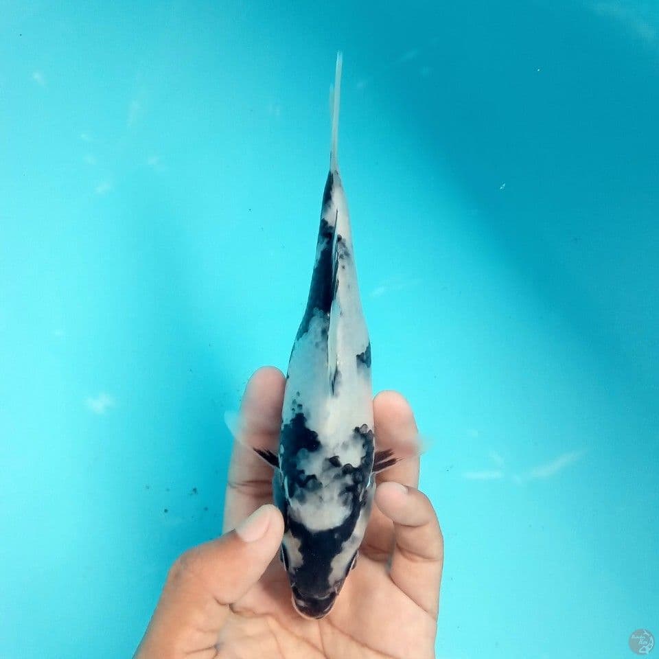 TOPENG BATMAN 17CM